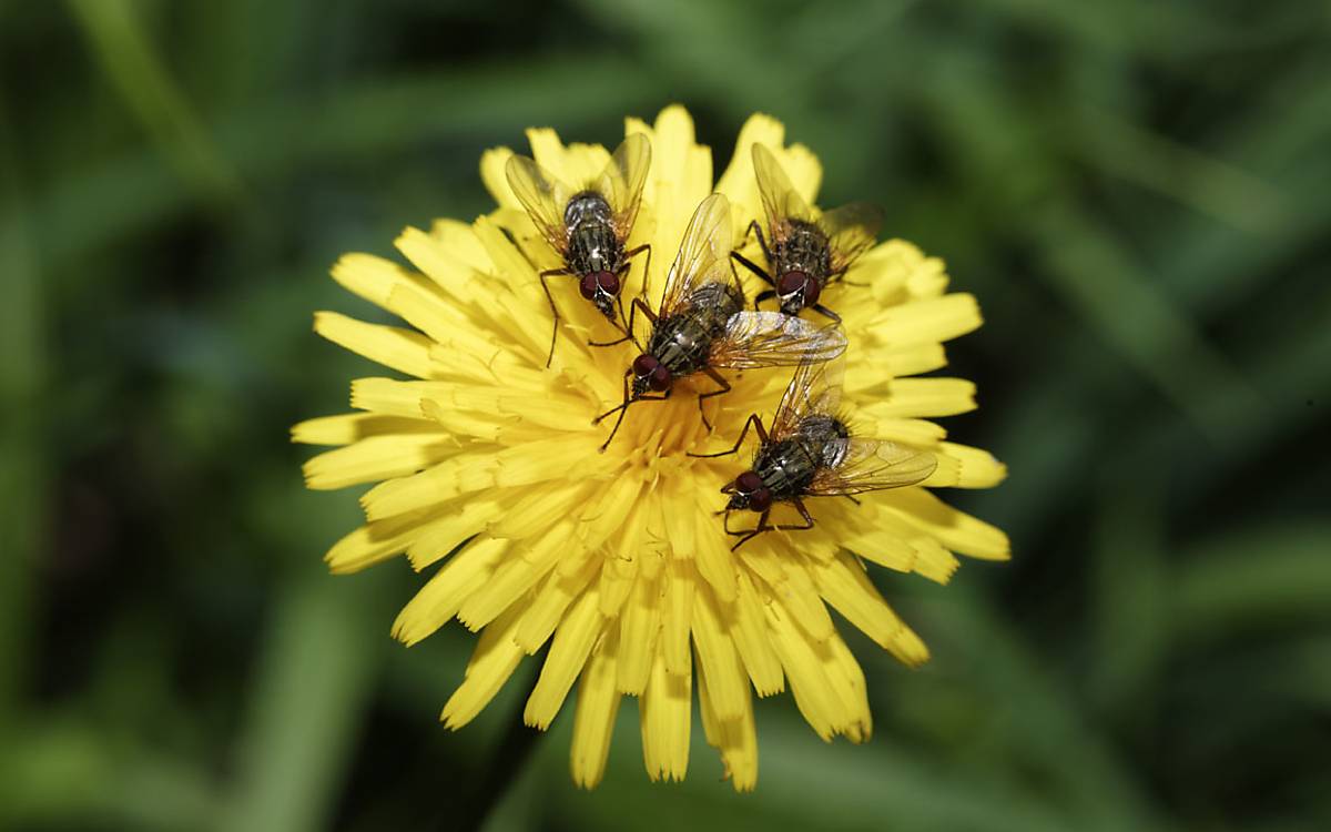 Fliegen auf einer Blüte des Habichtskrauts. Insekten bestäuben eine Vielzahl an Pflanzen.