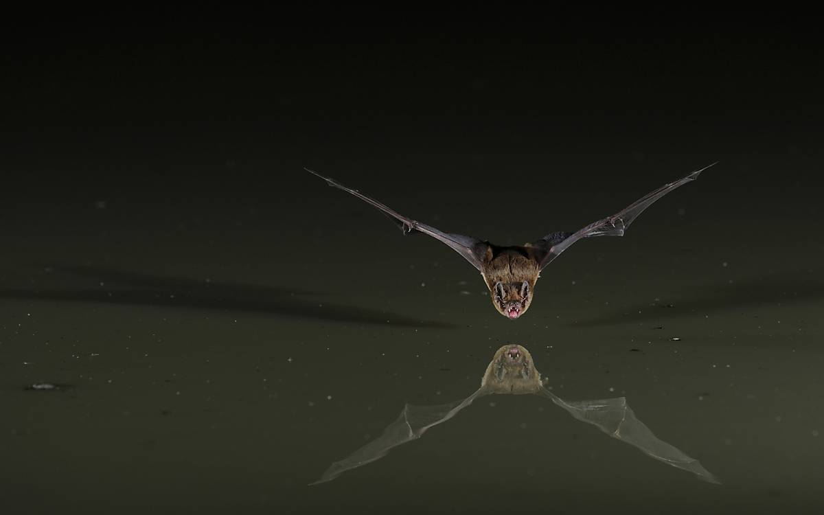 Mopsfledermaus im Flug