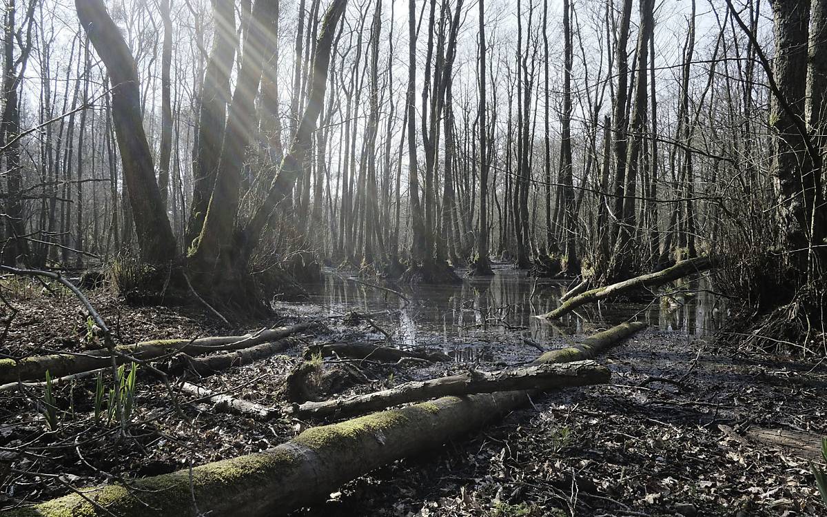 Erlenbruch auf der NNE Fläche Eichhorst