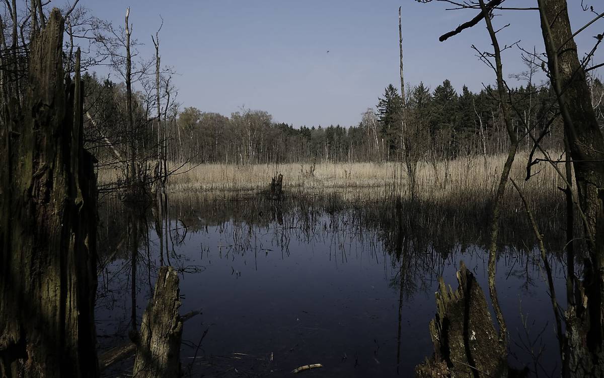 Erlenbruch auf der NNE-Fläche Eichhorst