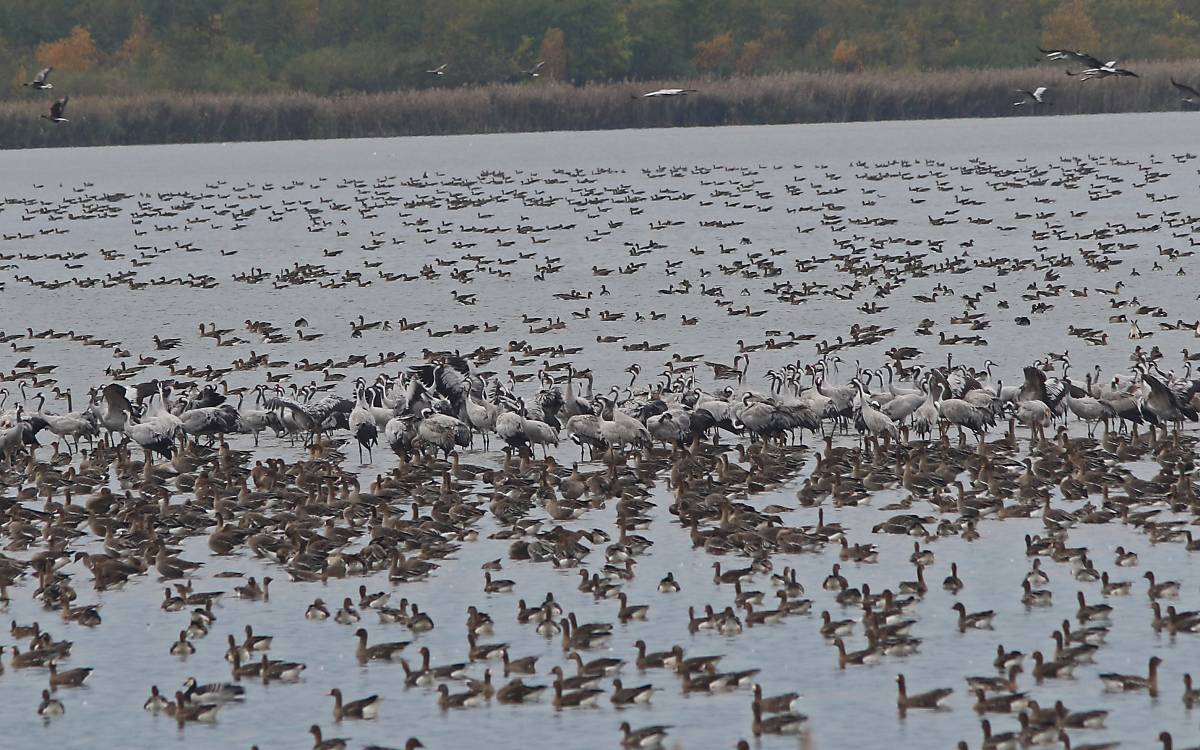 Kraniche im Vogelschutzgebiet Galenbecker See