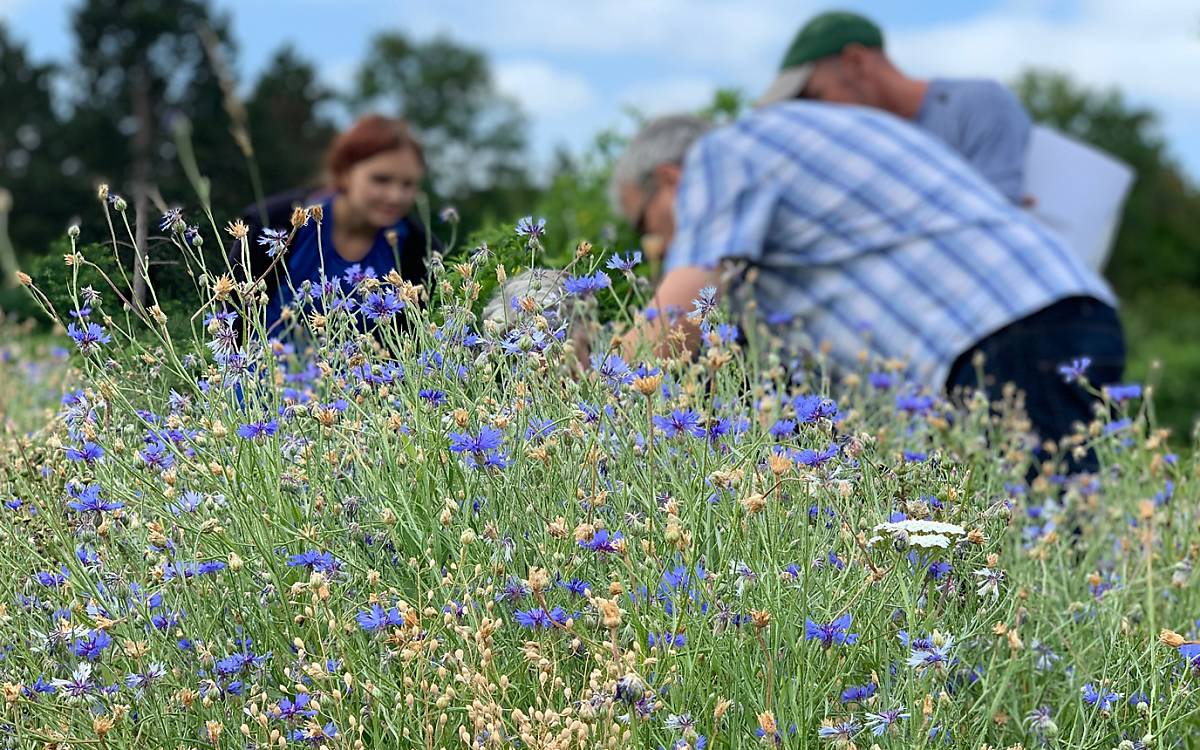 Wissenschaftliche Untersuchung einer Wildblumenwiese - Foto: DeWiSt / Stella Weweler