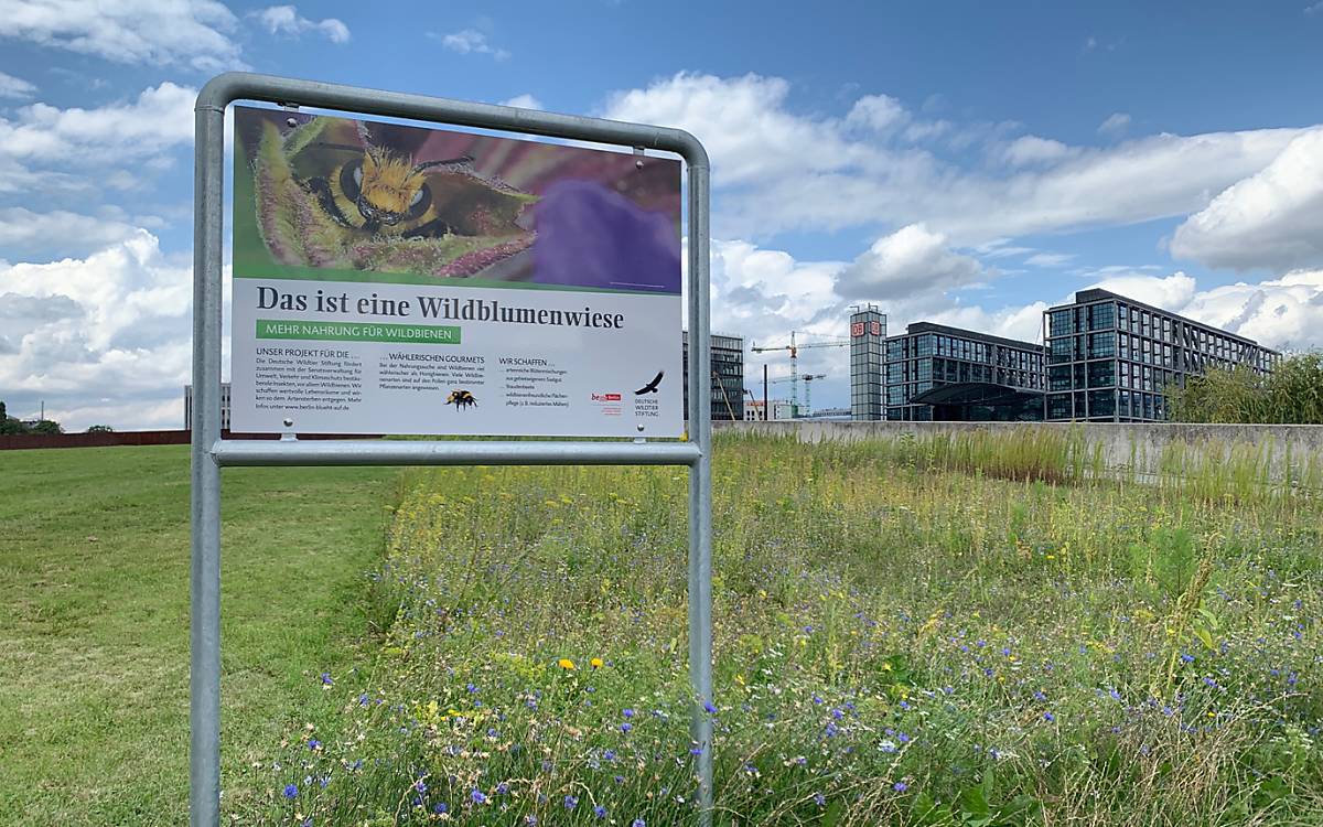 Wildblumenwiese im Regierungsviertel - Foto: DeWiSt / Stella Weweler