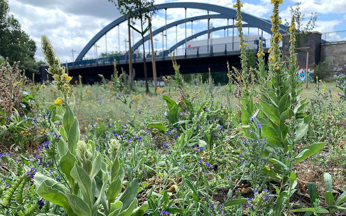 impressionen-aus-dem-berliner-wildbienenprojekt_5_berliner-wildbienen-team-zieht-jahresbilanz