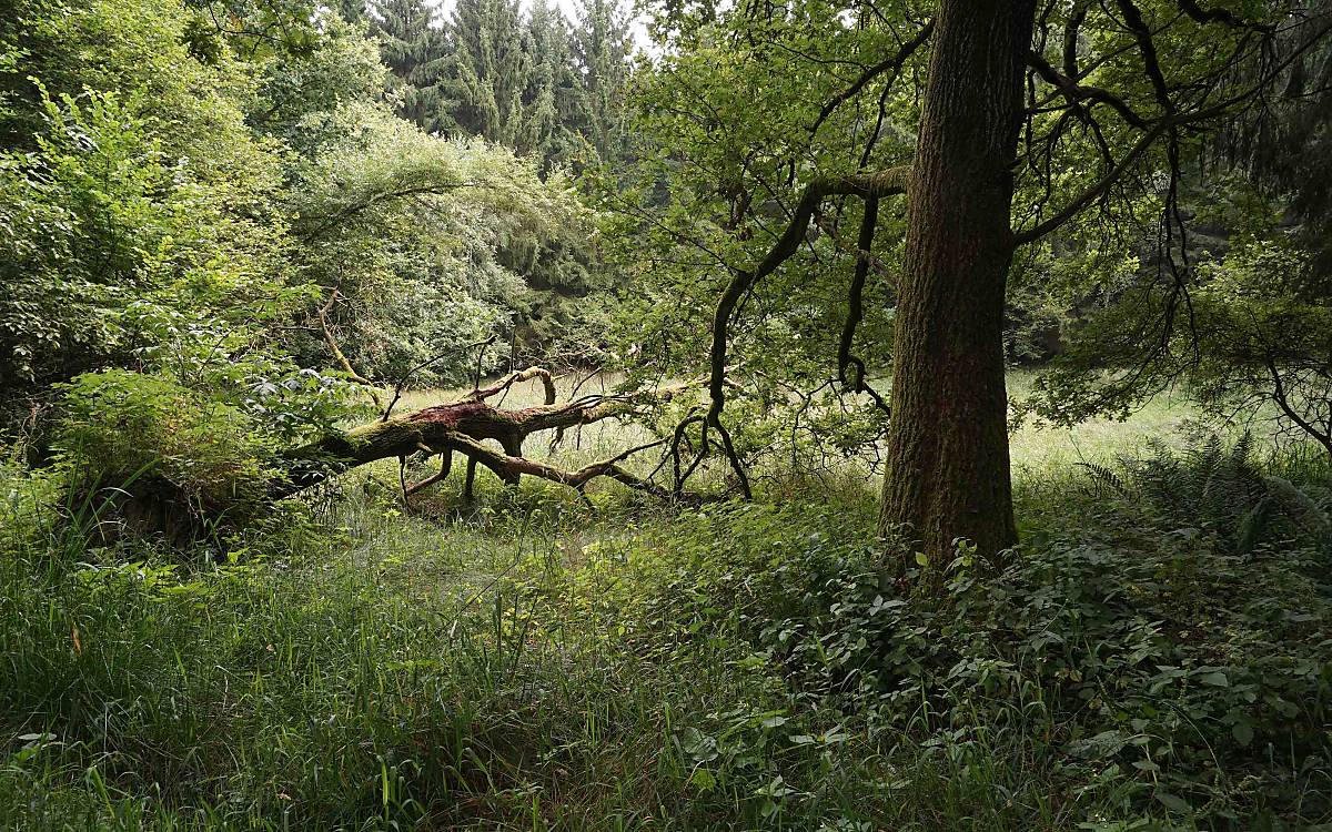 Nationales Naturerbe NNE Eichhorst - Foto: B. Lasdin