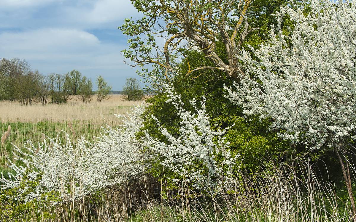 Wildbienen und andere Insekten nutzen Hecken während der Blüte zur Nahrungsaufnahme