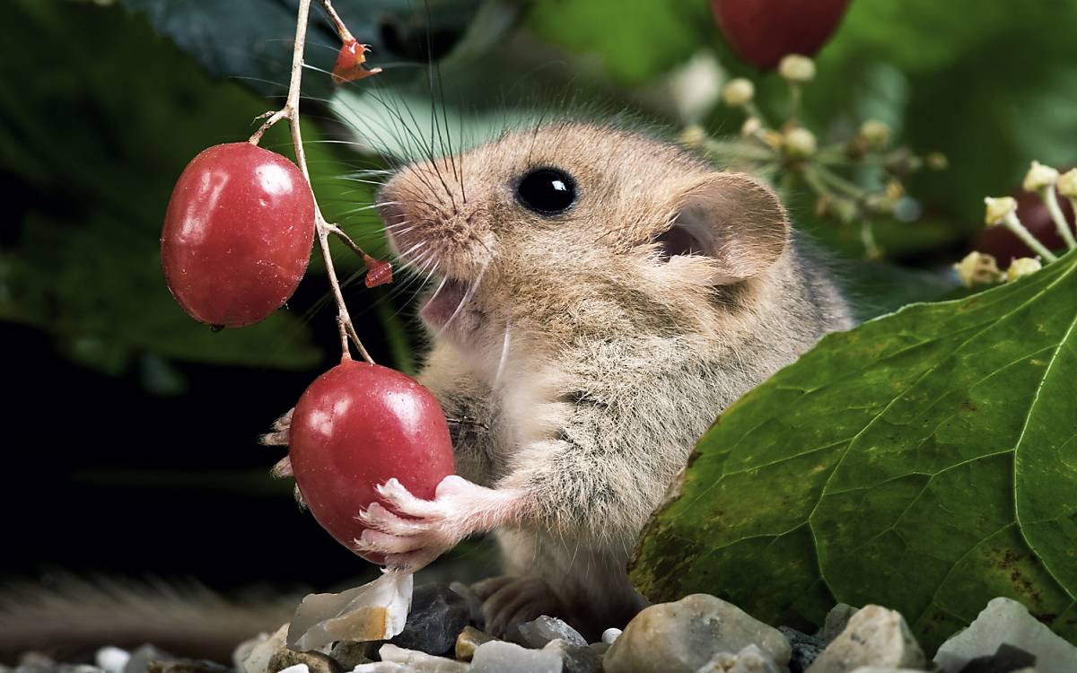 Die Haselmaus findet in Hecken idealen Lebensraum