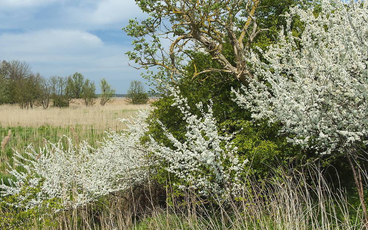 Wildbienen und andere Insekten nutzen Hecken während der Blüte zur Nahrungsaufnahme