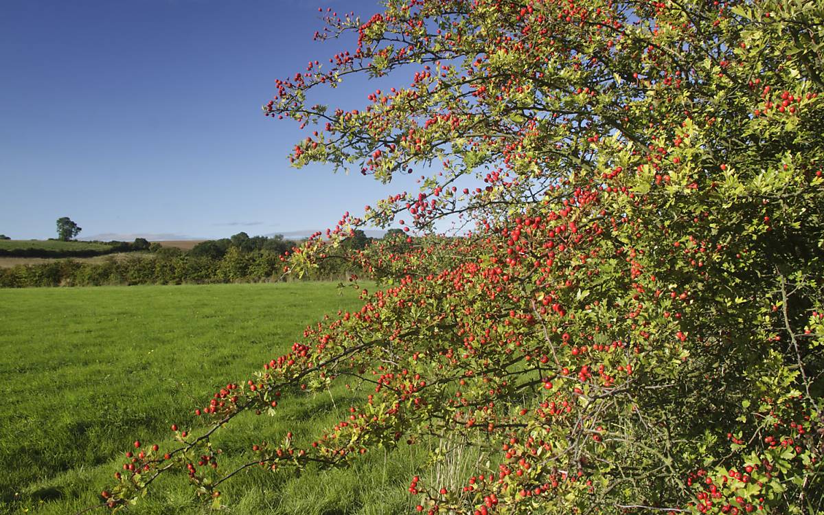 Die Frucht der Wildrose, die Hagebutte, wird zur Herstellung von Tee genutzt