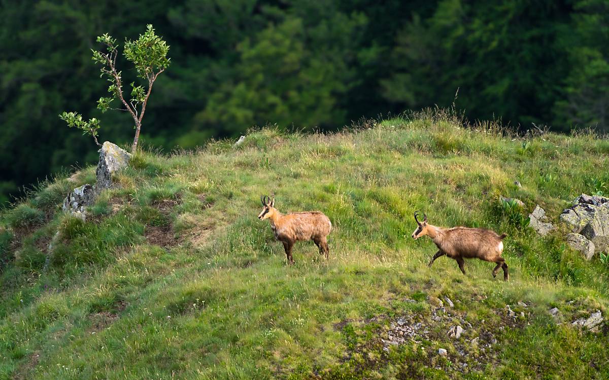 gaemse-am-wald