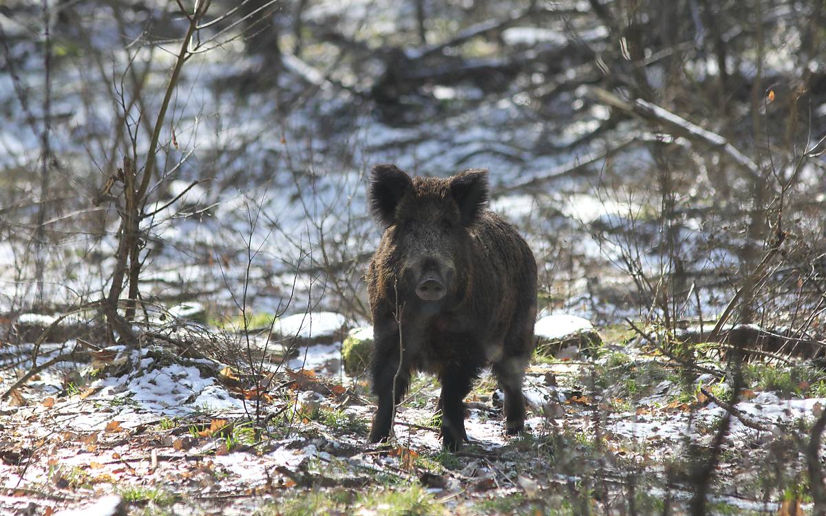 Schwarzwild (Foto: M. Tetzlaff)