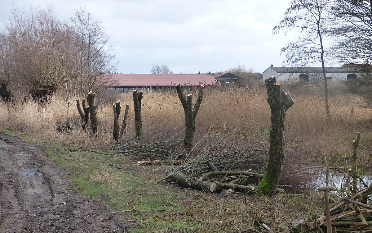 Im dreijährigen Rhythmus werden die landestypischen Kopfweiden beschnitten - Foto: Michael Tetzlaff