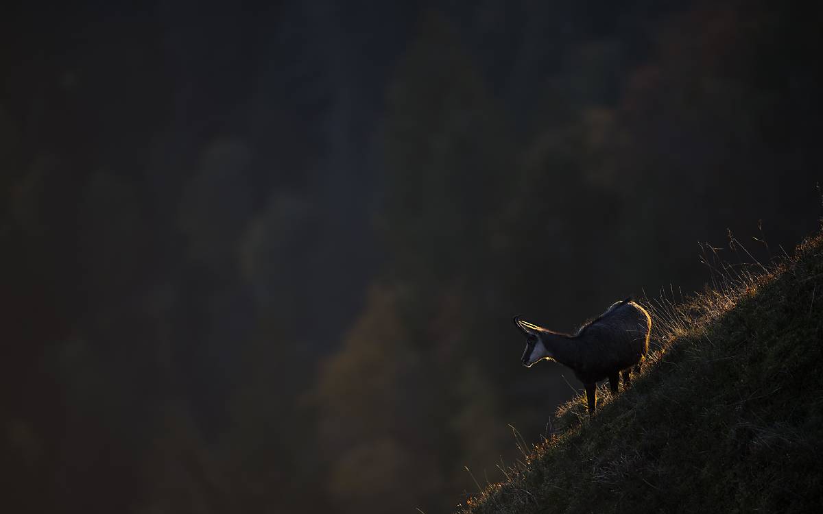 Gams © imageBROKER.com  Horst Jegen