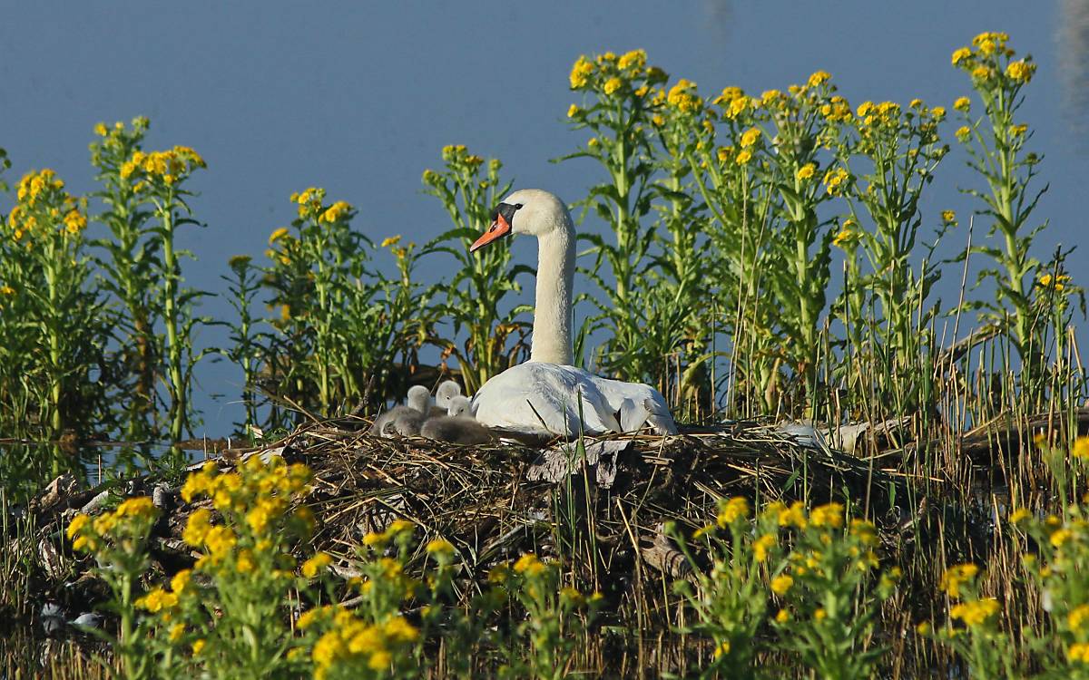 Höckerschwan - Foto: Michael Tetzlaff