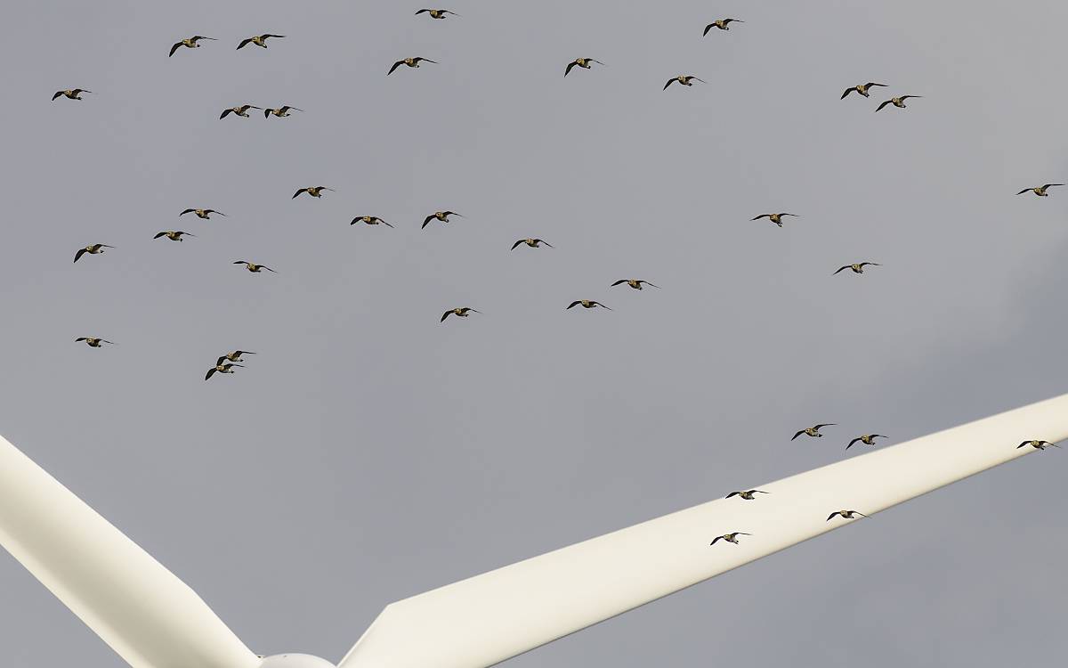 Vogelschar im Flug über den Flügeln einer Windkraftanlage, Bredstedt, Schleswig-Holstein.
Foto: © imageBROKER.com / Michael Fischer