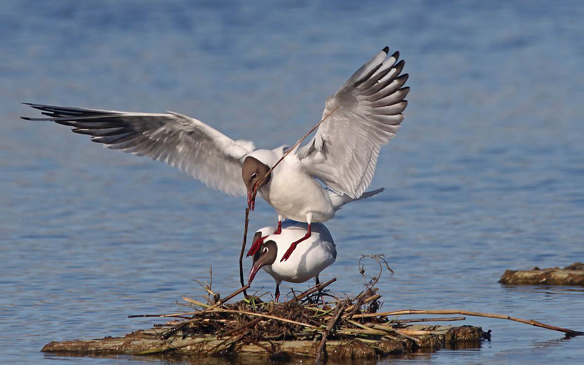 Lachmöwen beim Nestbau auf einer unserer schwimmenden Nisthilfen. - Foto: Michael Tetzlaff