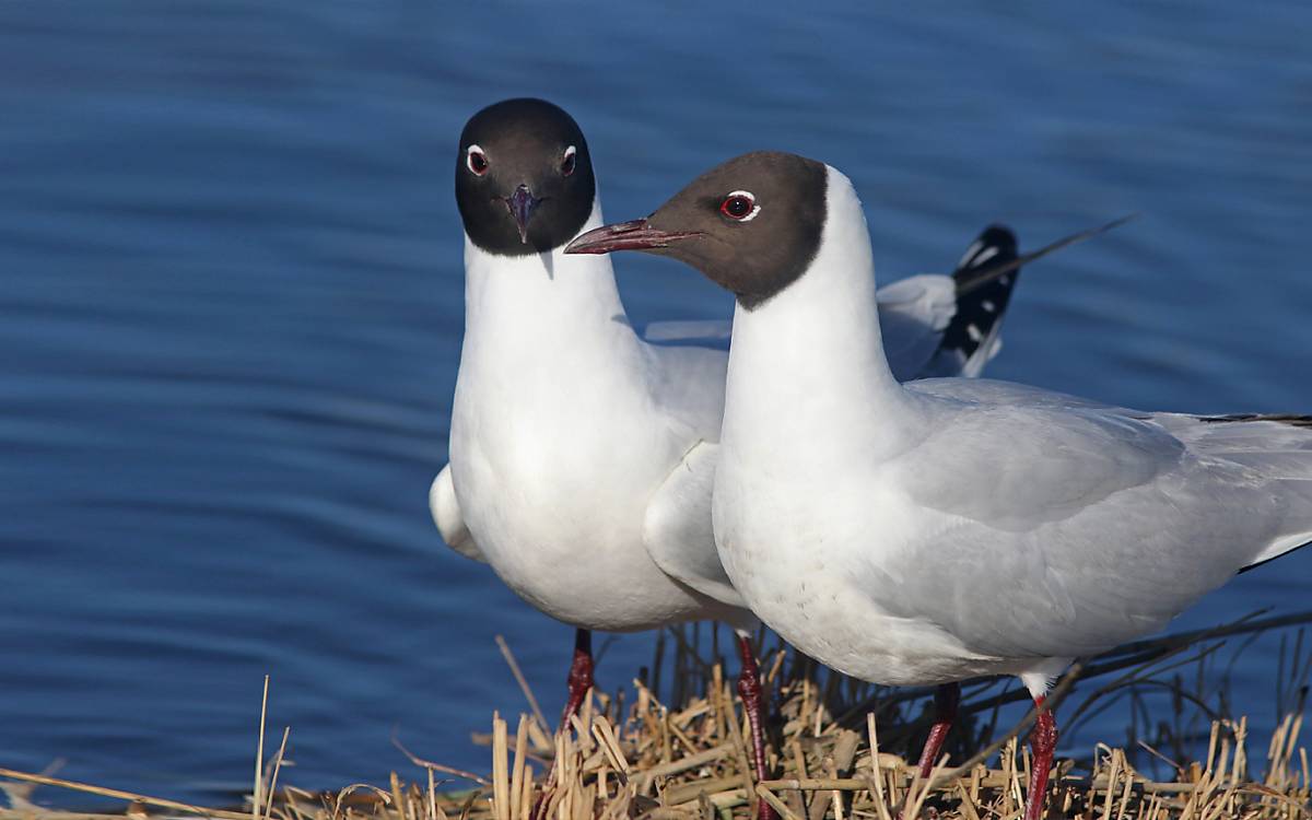 Lachmöwenpaar an ihrem Nest. - Foto: Michael Tetzlaff