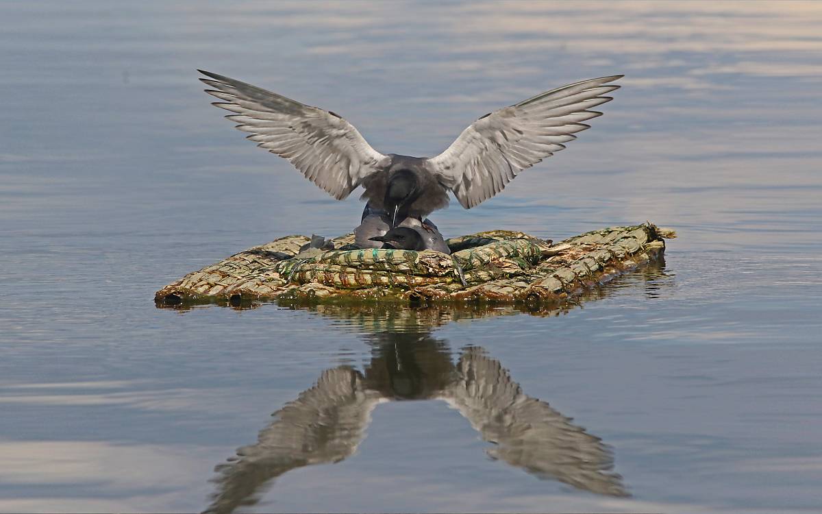 headermotiv_trauerseeschwalben-auf-nisthilfe_michael-tetzlaff