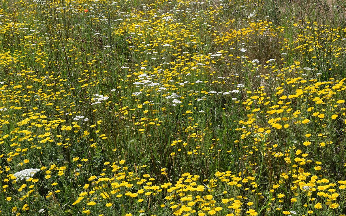 Wildblumenwiese im Hochsommer