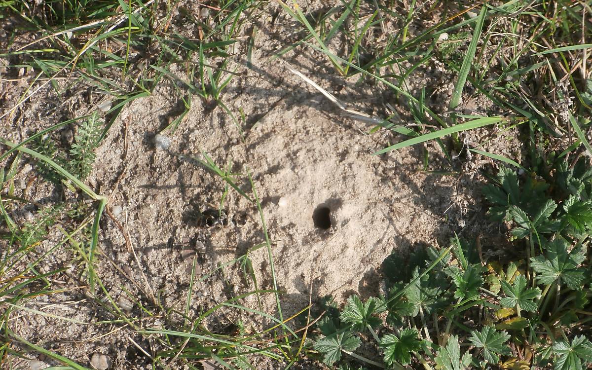 Der Eingang zu einem Wildbienennest im Boden