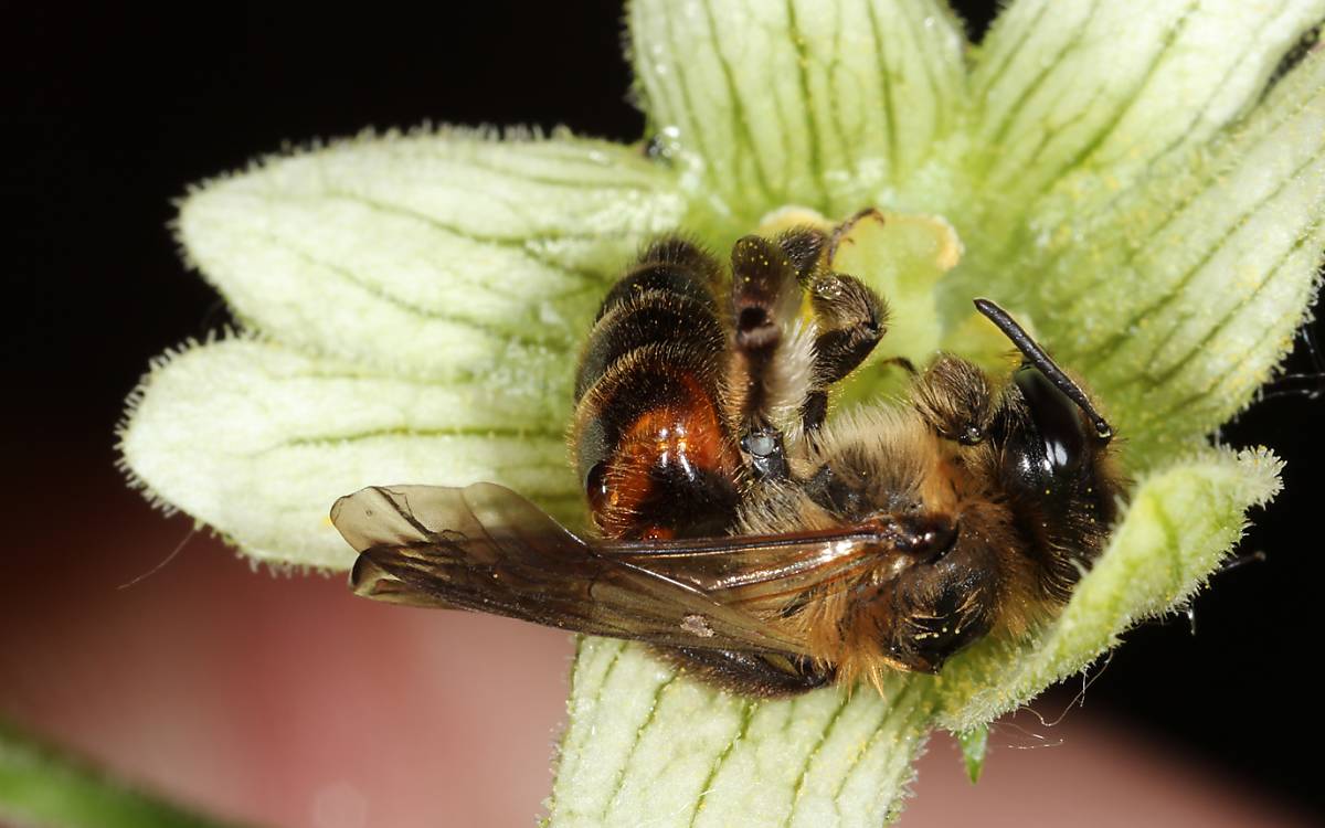 Andrena florea weiblich