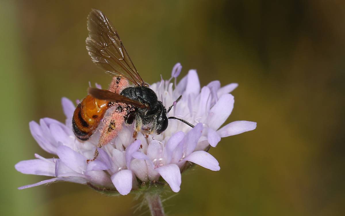 Andrena hattorfiana