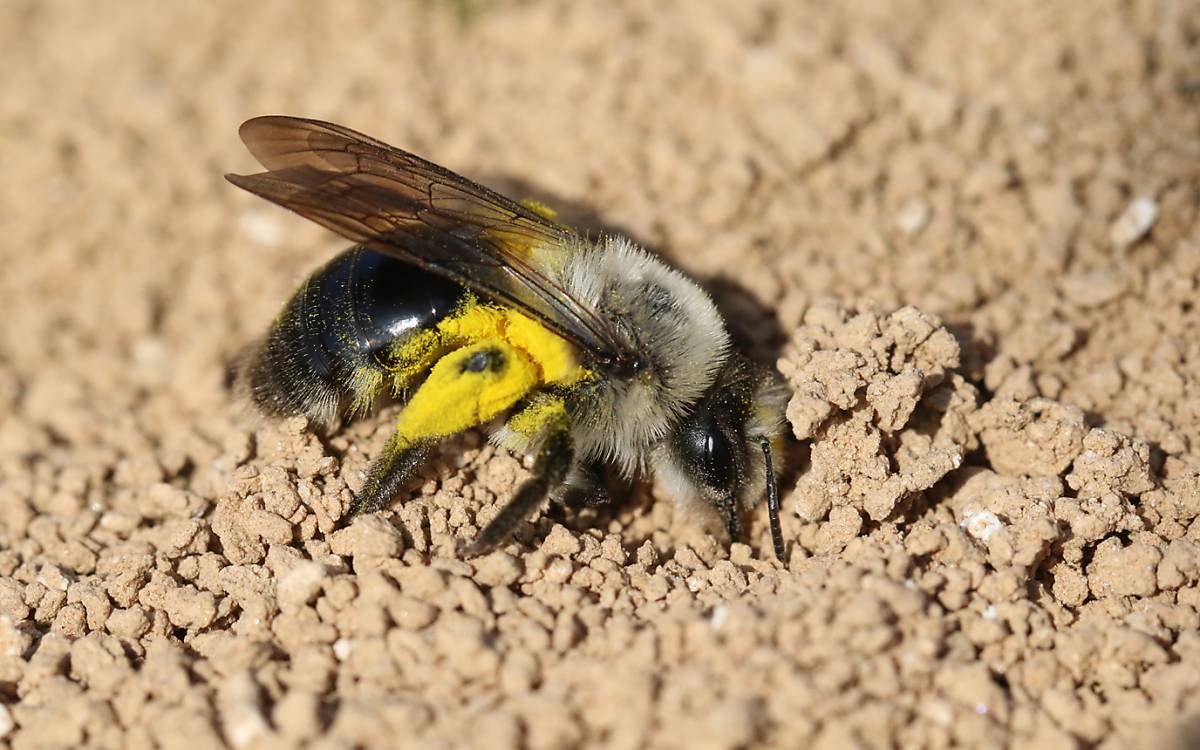 Andrena vaga weiblich