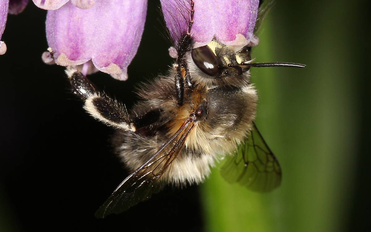 Anthophora plumipes männlich