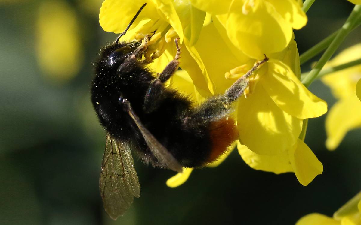 Bombus lapidarius weiblich