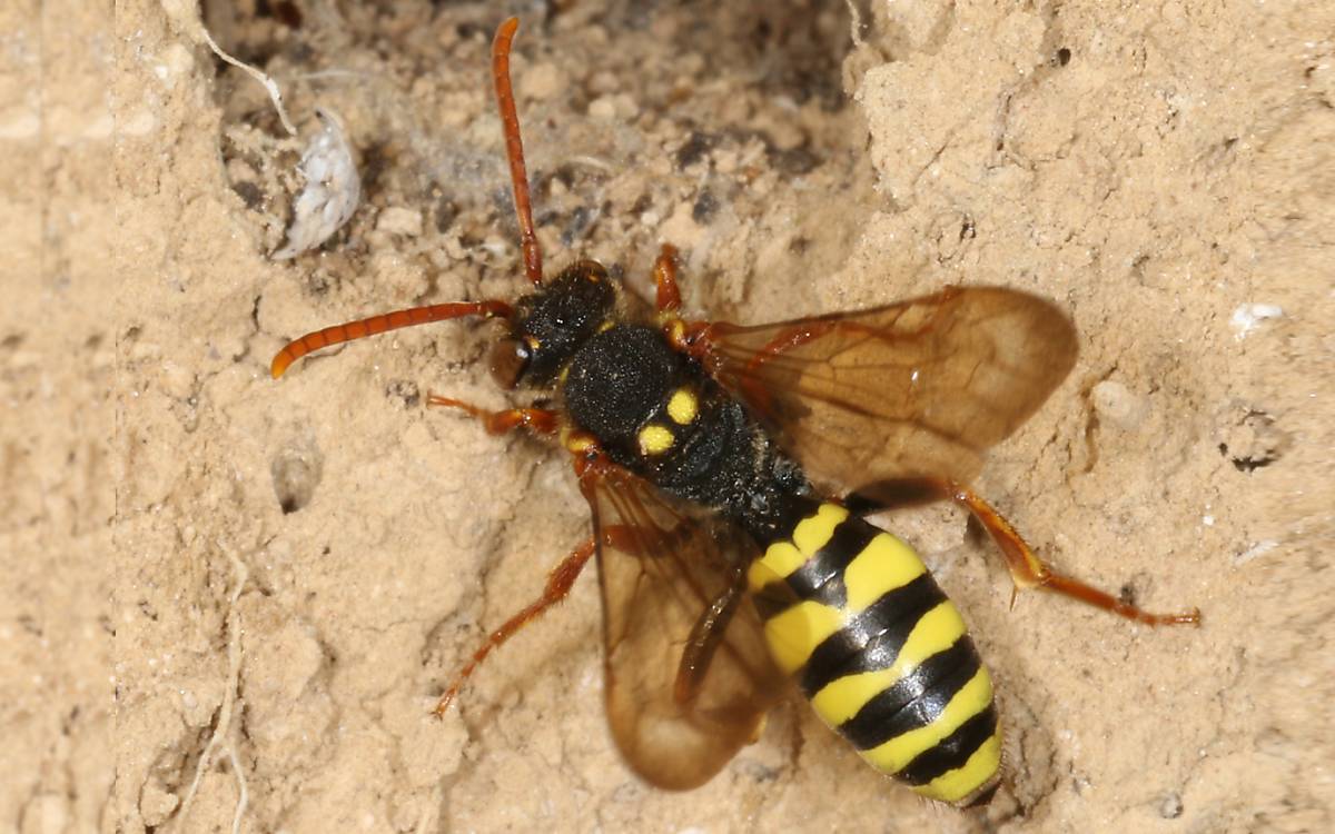 Nomada marshamella