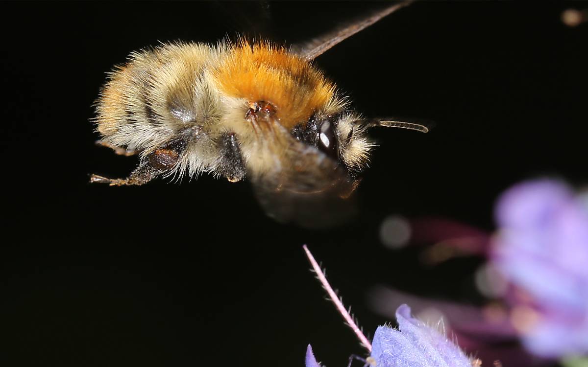 Bombus pascuorum