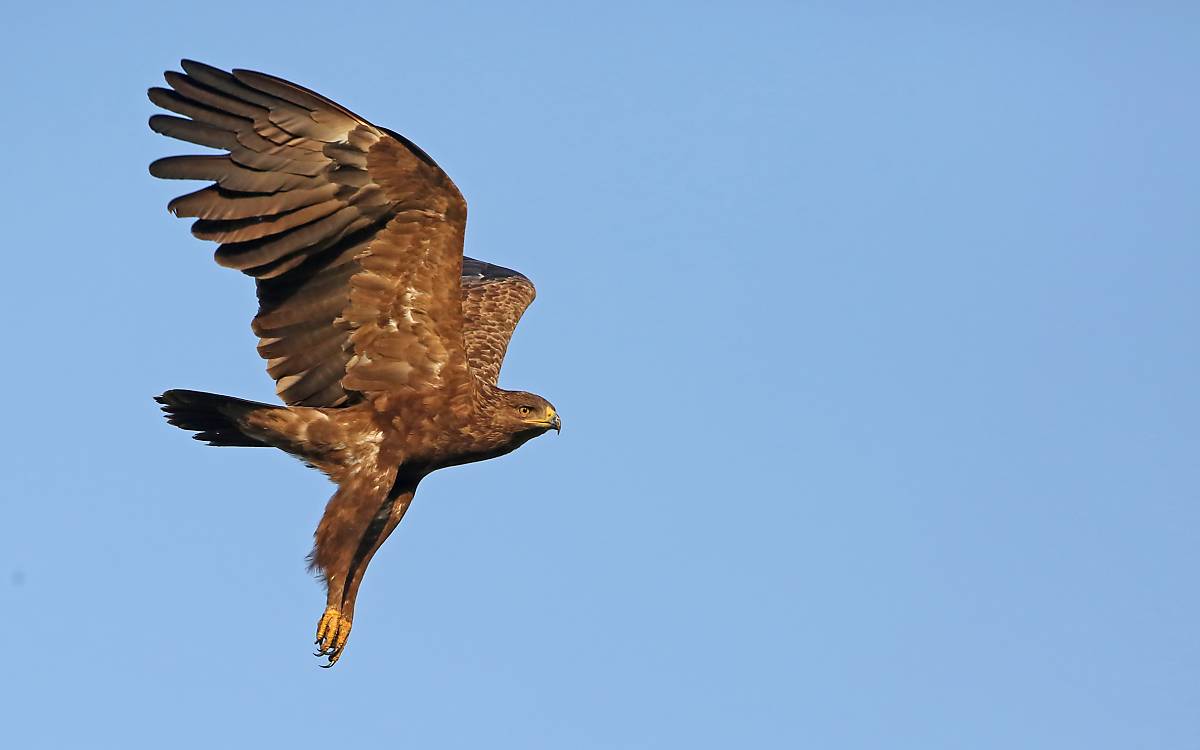 schreiadler-im-flug