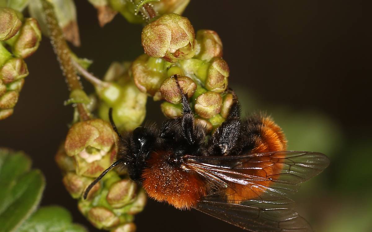 Sandbiene (Foto: Kuenast)