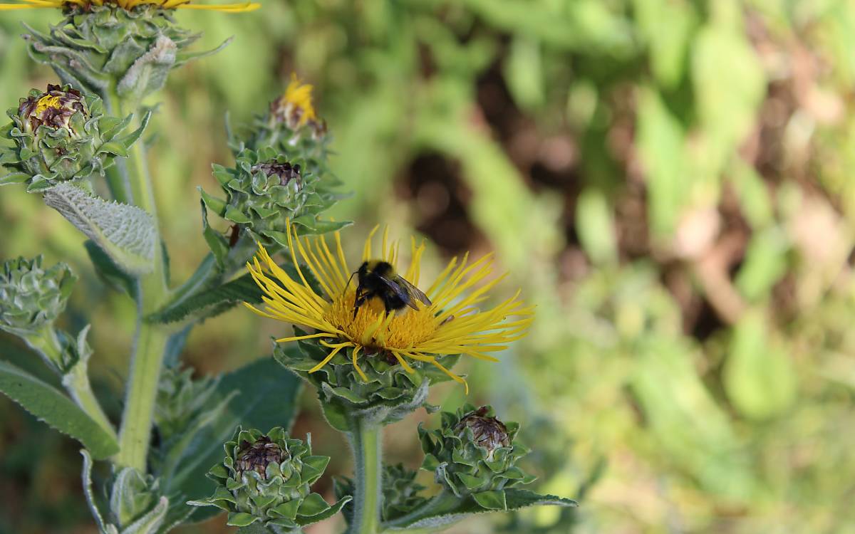 biogas_und_biodiversitaet