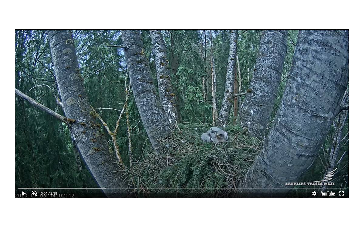 Schreiadlerküken im Nest kurz vor der Habichtattacke