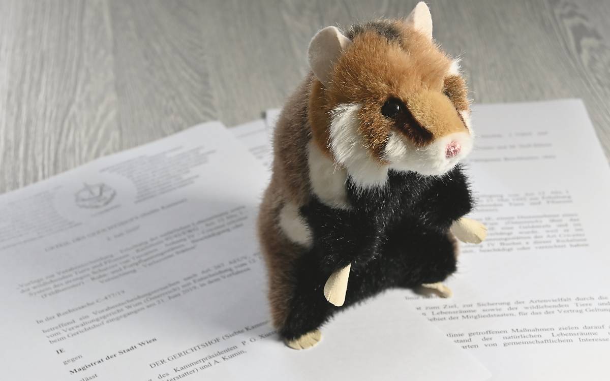 Jetzt steht es schwarz auf weiß: Der Feldhamster ist weltweit vom Aussterben bedroht (Foto: MFG)
