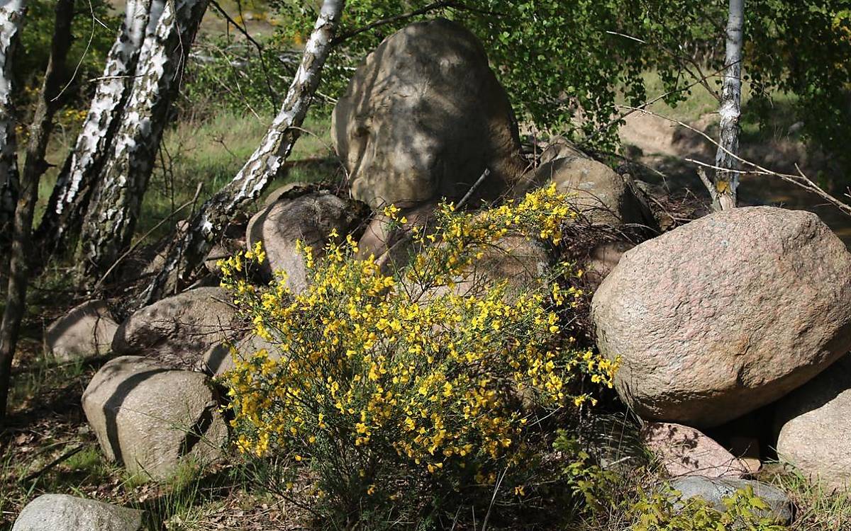 Ein Lesesteinhaufen diente als Wurfversteck (Foto: Malte Götz)