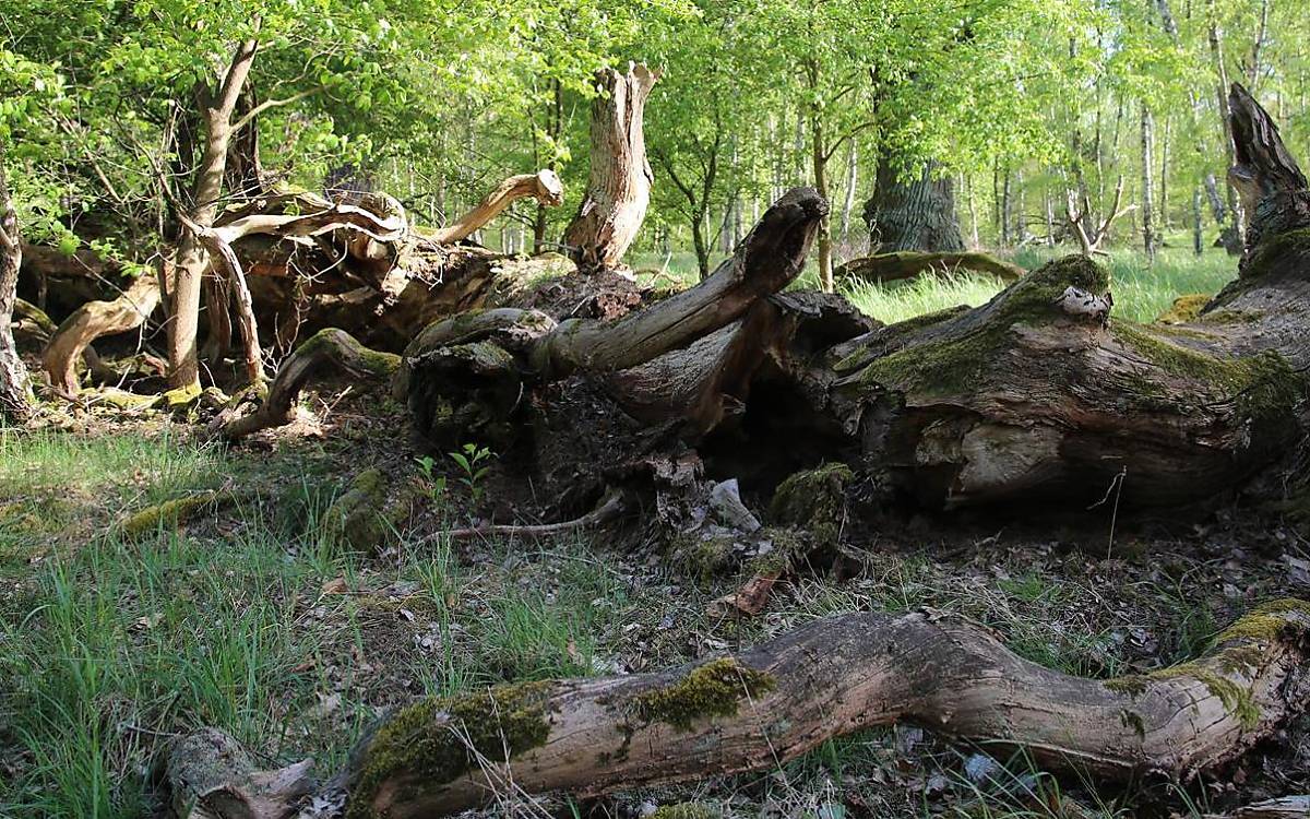 Totholzstrukturen am Boden bieten Versteckmöglichkeiten. (Foto: Malte Götz)