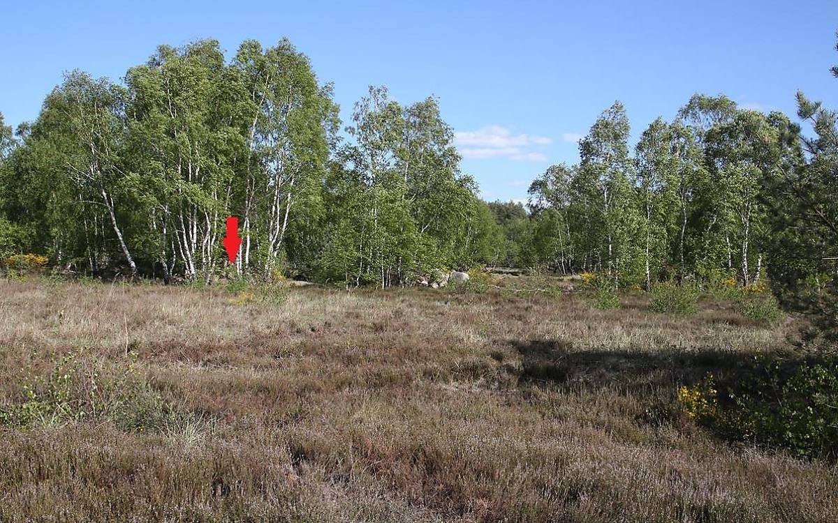 Lage des Wurfverstecks in der Heidelandschaft (Foto: Malte Götz)