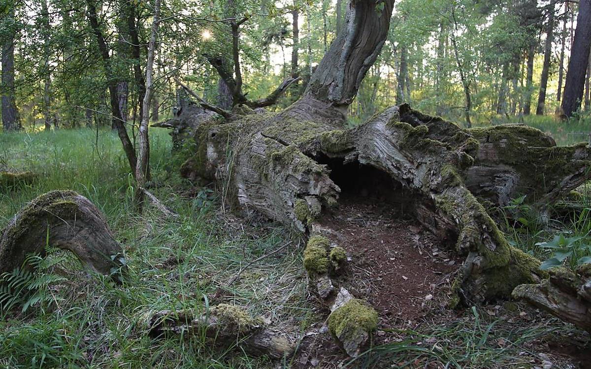 Ein hohler Baumstamm wurde über 2 Wochen lang als Jungenversteck genutzt. (Foto: Malte Götz)