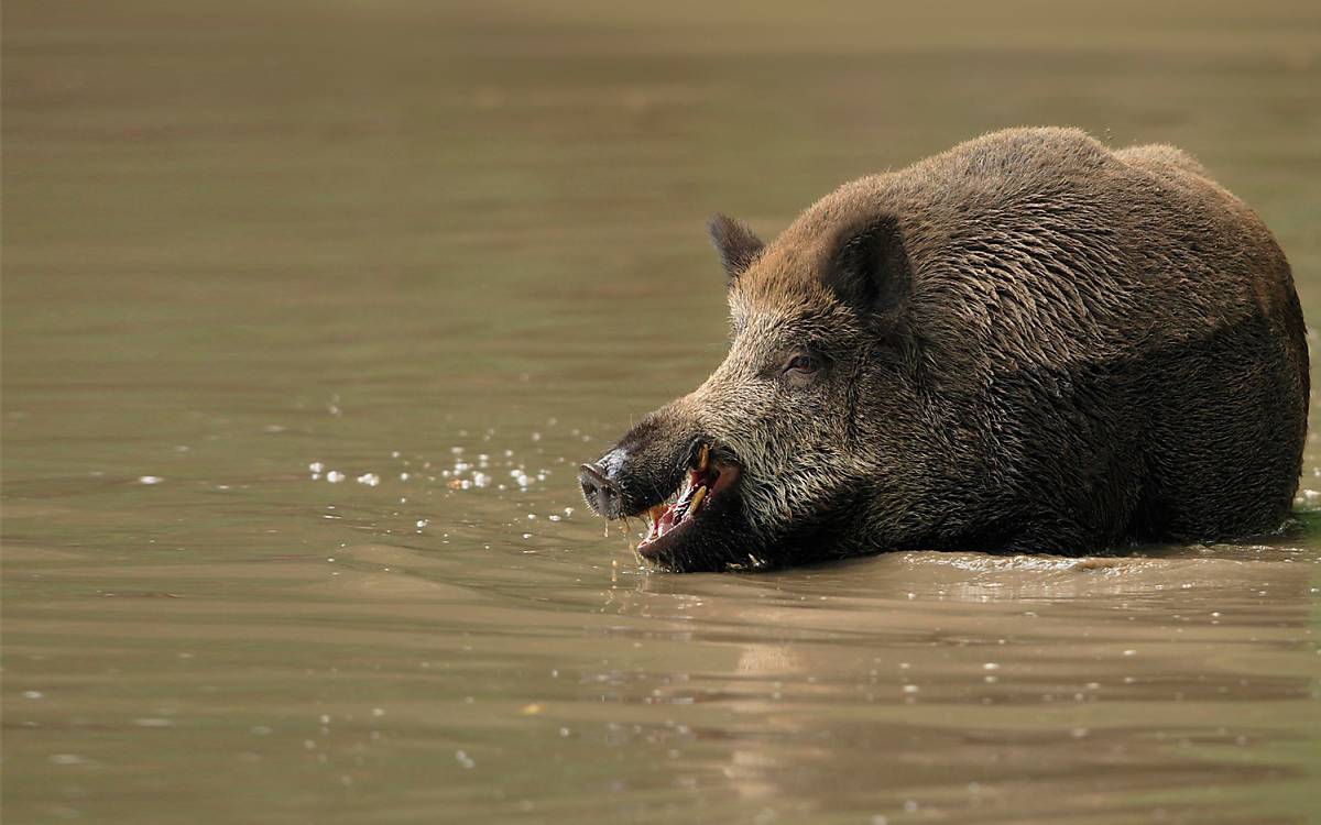 Wildschwein (Sus scrofa) im Wasser stehend - Foto: imageBROKER / Christina Krutz