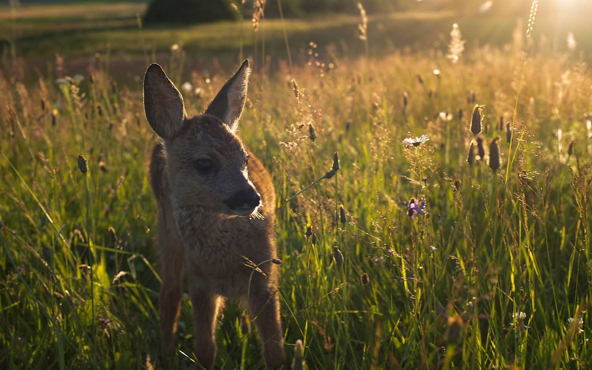 Reh auf einer Wiese am Abend - copyright: nautilusfilm