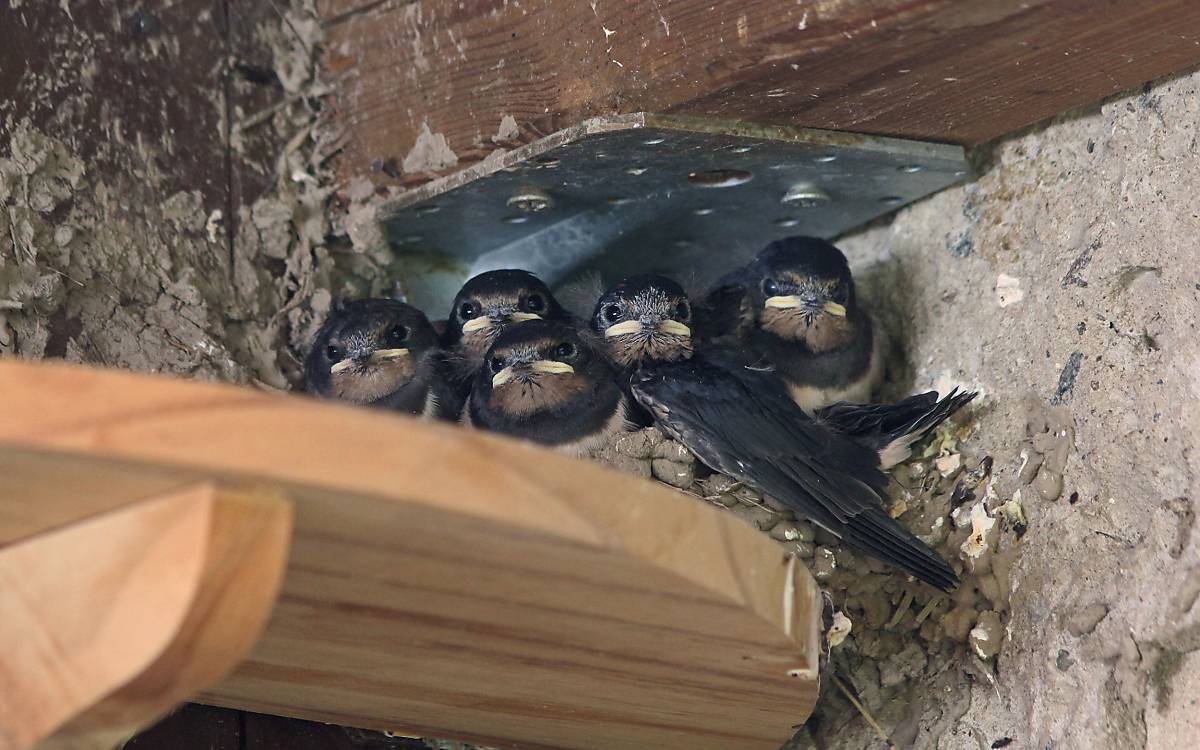 Fünf junge Rauchschwalben im Nest - Foto: M. Tetzlaff