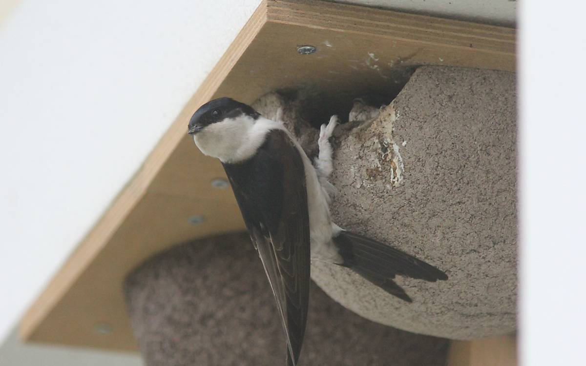 Mehlschwalbe an einer Nisthilfe bringt Futter - Foto: M. Tetzlaff