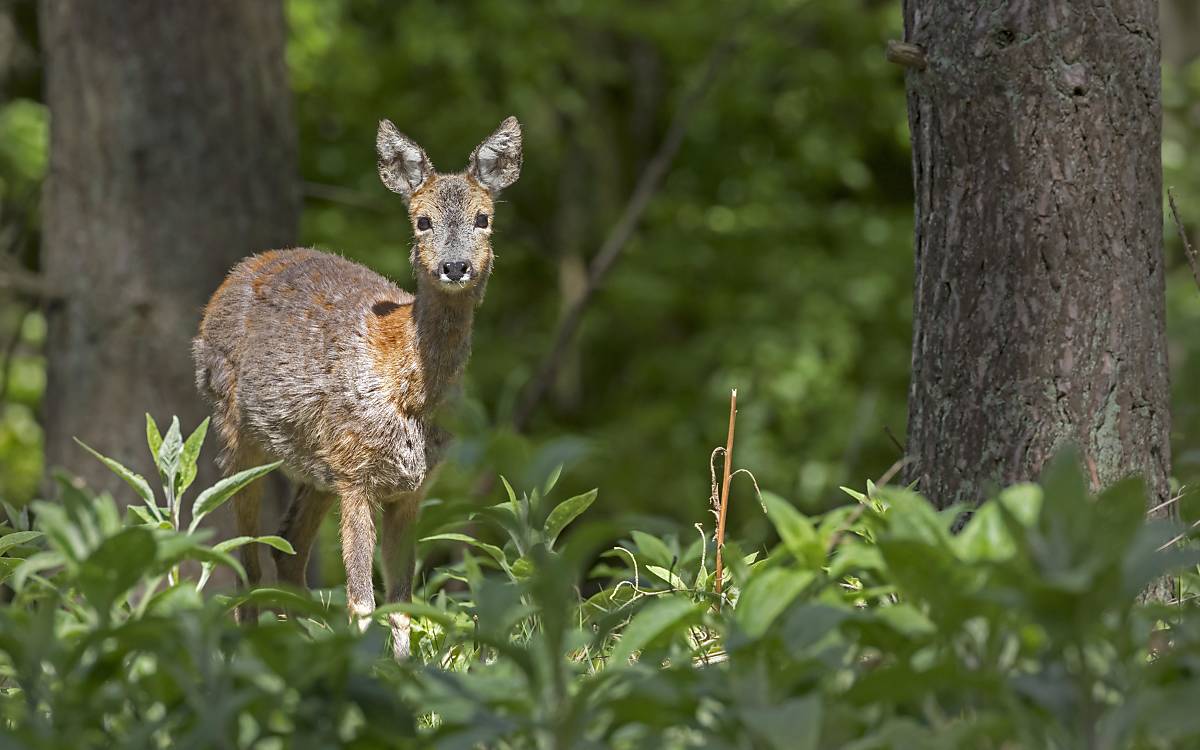 reh-auf-waldlichtung-in-sh-_-imagebroker-gerken-ernst