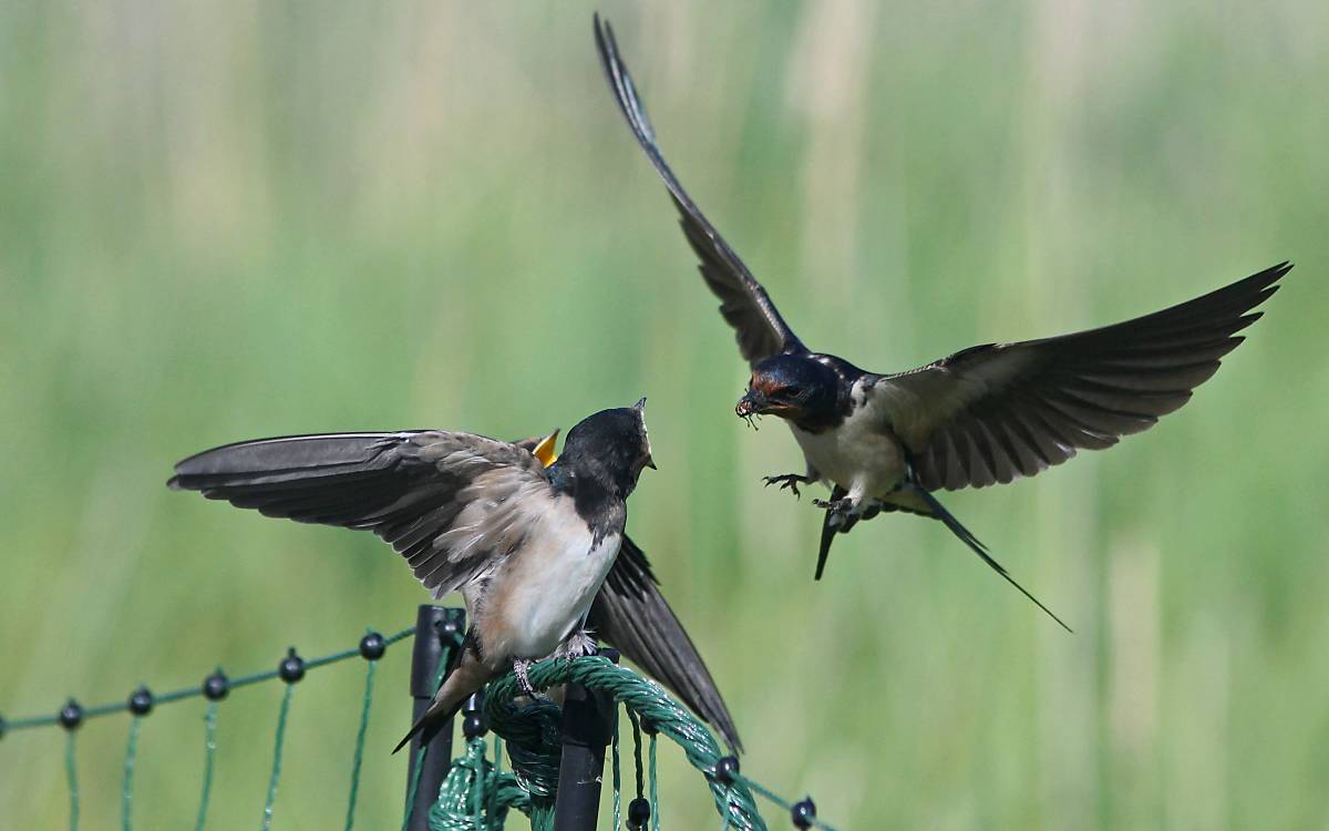 Rauchschwalben - Foto: M. Tetzlaff