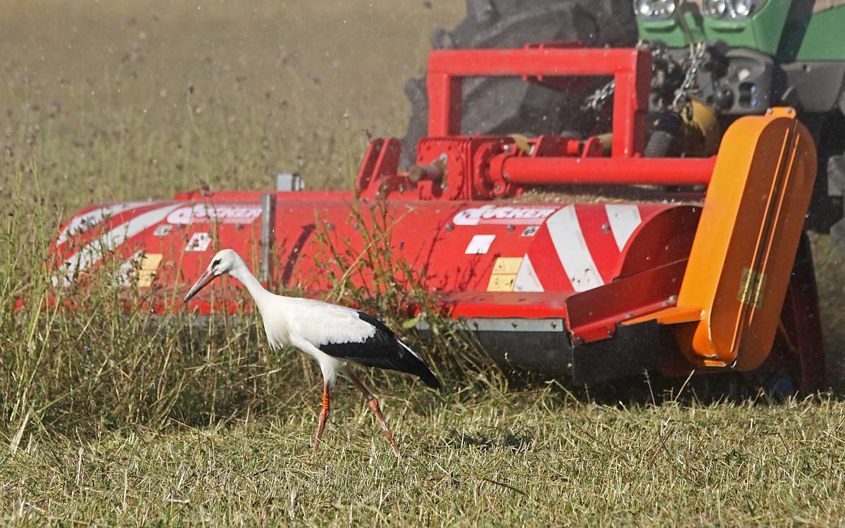 Störche nutzen die Mahd zur Futtersuche - Foto: M.Tetzlaff