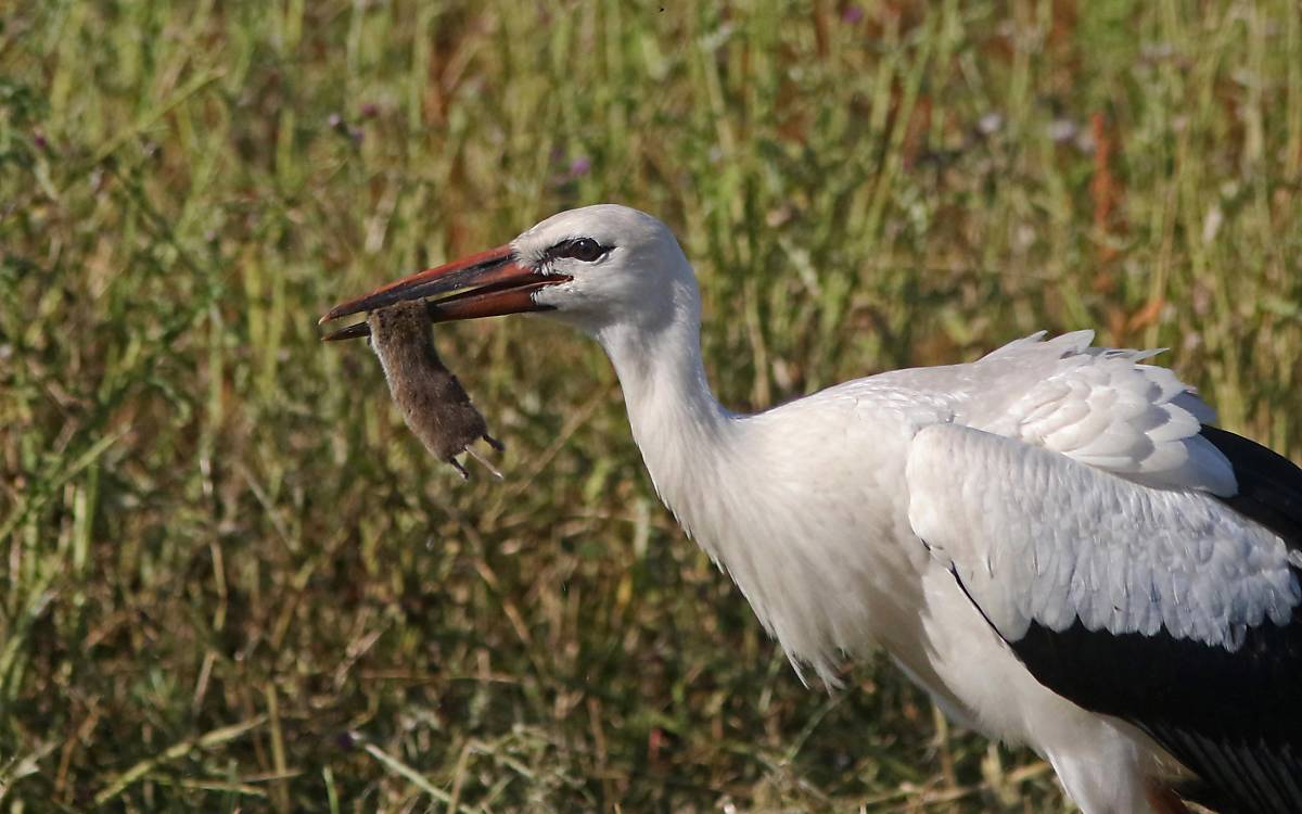 Storch stärkt sich mit uckermärkischen Mäusen - Foto: M.Tetzlaff