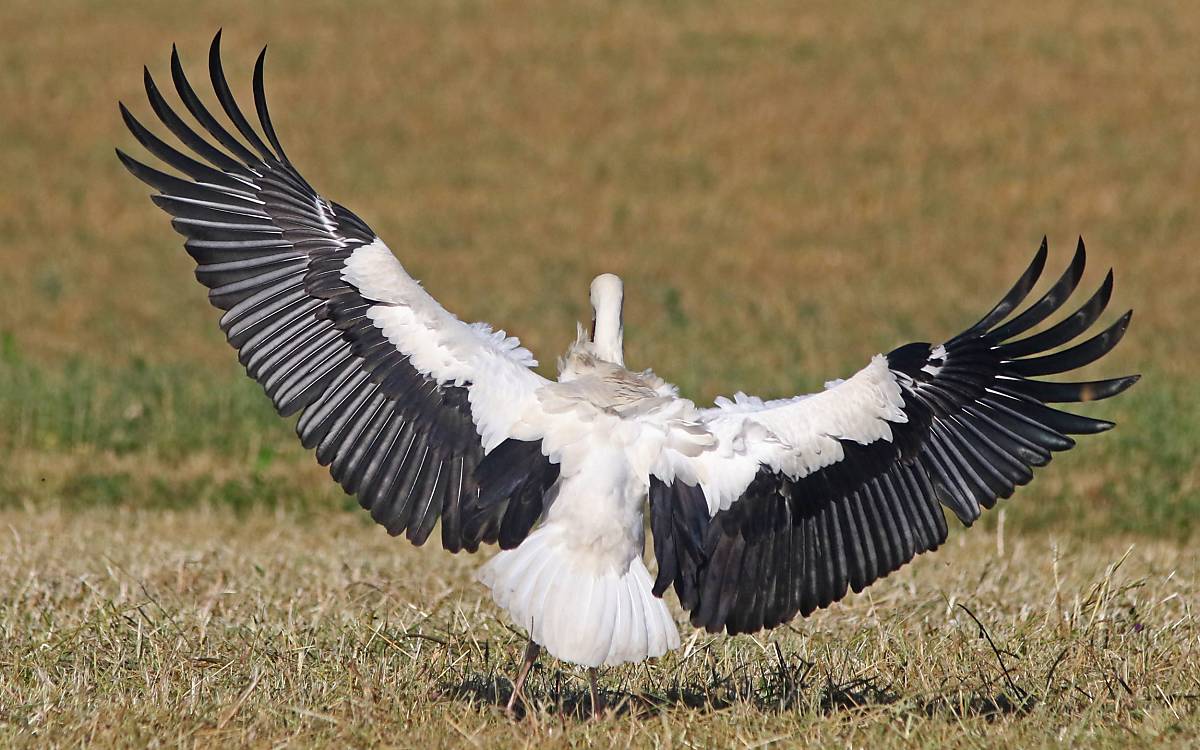 Storch bereit zum Abflug - Foto: M.Tetzlaff