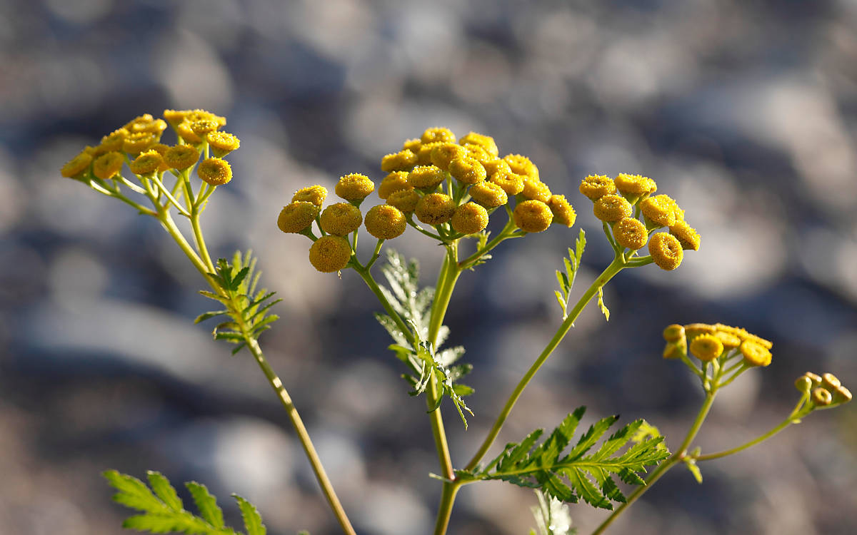 Rainfarn (Tanacetum vulgare) - Foto: imageBroker / Martin Siepmann